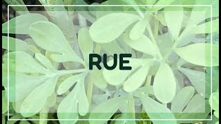 Basic Herbs: Rue Ruta graveolens