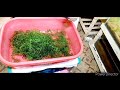 hornwort easy and fast growing plant with subtitle வேகமாக வளரும் தாவரங்கள்.