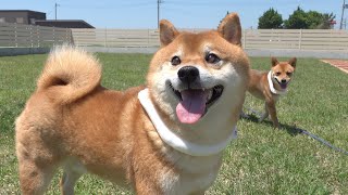 I gave a dog run gift to my favorite Shiba Inu