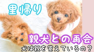 【親犬と再会】仔犬ぶりに親犬にあった犬の反応がヤバい🐶ブリーダーさん大公開！【マシェたんジルたん】