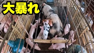 【楽しそう】暴れる子豚とバイヤーの話