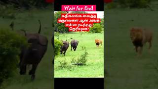 கதிகலங்க வைத்த எருமைகள் ஆன அங்க என்ன நடந்தது தெரியுமா? #animals #forest #food #hunting #nature #yt