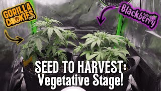 SEED TO HARVEST Part 3! Vegetative Stage for Gorilla Cookies and Blackberry Autoflower!