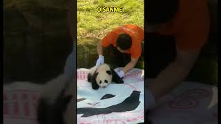 别看三妹不声不响的，其实也是个小辣椒，不但凶外公还上手了 #panda #pandafushun#funny #adorablepanda #animals #cutepanda #pandalove