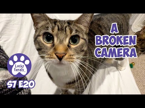 New Laser Pointer Toys, A Broken Camera – S7 E20 – Lucky Ferals Cat Vlog – Life With 11 Cats