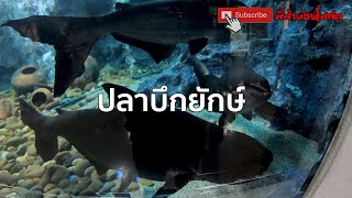 ปลาบึกยักษ์ Mekong Giant Catfish | พี่ฟ้าน้องโฟล์ค