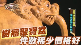 【精華版】樹瘤聚寶盆 件數稀少價格好