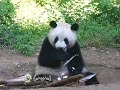 have you ever seen such a clever panda 😲聪明的小馨不用人来收猫 自己会开门出门营业和开门回家👍