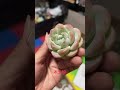 冰玉 2023 2 多肉植物 现货 succulents