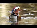 mandarin duck....オシドリが来た