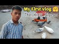 The king pigeon 🐦🐦🐦 first video