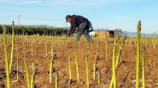 How Farmers Produce Millions of Asparagus and Harvesting   Asparagus Farming Technology   YouTube
