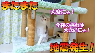 猫達と遊んでいたらまたまた地震が発生しました！！