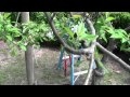 APPLE TREE PRUNING PART 2