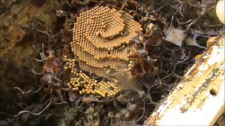 Native Stingless Beehive Rescue Update & Split.