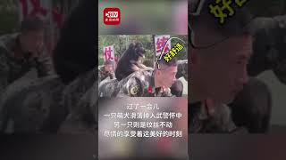 兵哥哥训练遭萌犬甜蜜“偷袭” 武警战士背着狗狗做俯卧撑超有爱