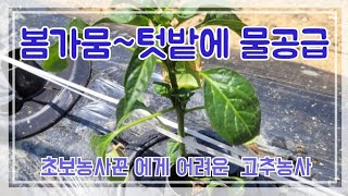 58회 #텃밭일기 5/29 #초보농사꾼 #어려운고추농사