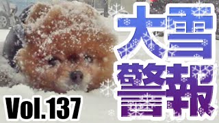 ビームのお散歩日記Vol.137：大雪警報・・・ 〜Blizzard warning〜／Pomeranian