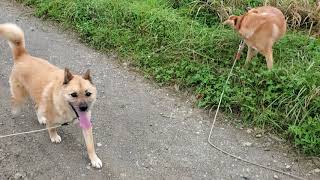 保護犬テレサ、昔の日本女性のように、幸吉の後ろを連いて歩きます👘