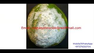Papaya Fruit Disease Detection Using Image Processing | Papaya Fruit Disease Classification Python