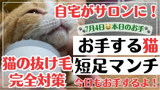 【猫の抜け毛対策】超簡単！まるで自宅がペットサロン！ペットグルーミングキットを使ってみた！最後に猫がお手するよ！