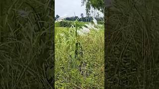 এদের ভালবাসায় সিক্ত আমি❤️🌿#Shortsviralvideos #Viralvideos #DailyLifeZn