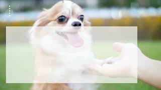 From must-have pet essentials to fun finds your furry friend will love.