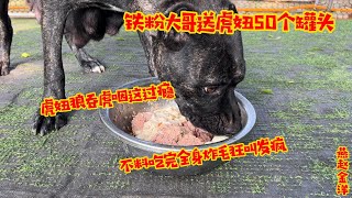 铁粉大哥送虎妞50个罐头，狼吞虎咽真过瘾，不料下一秒全身炸毛狂叫发疯