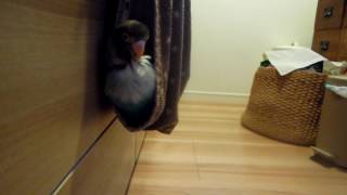 masked lovebird　ボタンインコ　don　17.5.6