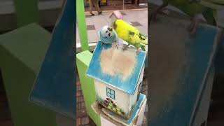 可愛いインコちゃんin札幌地下街 Adorable parakeets