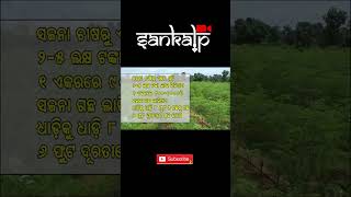 ସଜନା ଚାଷରେ 3-5 ଲକ୍ଷ ଏକର ପ୍ରତି ଲାଭ | 3-5 Lakhs Profit per Acre in Drumstick Farming