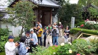 20150429　 石光寺撮影会　ぼたん　蓮花ちゃん