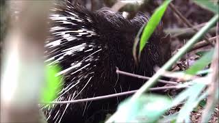 東亞豪豬 East Asian Porcupine