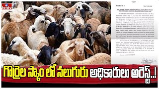 గొర్రెల స్కాం లో నలుగురు అధికారులు అరెస్ట్..!  | Telangana Sheep Distribution Scam | hmtv