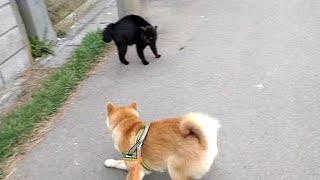 やられる！！柴犬ポン太VS黒猫パンチ