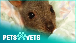 Baby Wallaby Get's A New Sister | Wildlife Nannies