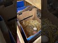 Still warm Farm fresh eggs #shortvideo #ytshorts #shortsvideo #shorts #fresheggs