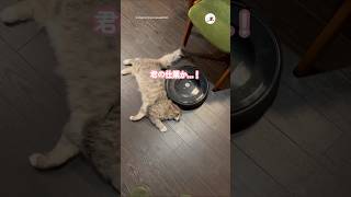 掃除機のエラーは…｜PECO  #メインクーン #mainecoon #ラガマフィン #ragamuffin #猫 #猫動画  #保護猫 #保護猫のいる暮らし