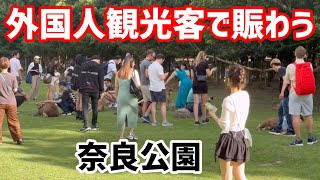 外国人観光客で賑わう奈良公園🫎