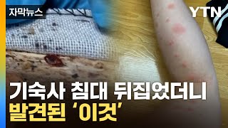 [자막뉴스] 몸에 이상을 느껴 침대를 뒤집어 보니... '빈대 습격' / YTN