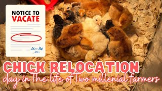 chick relocation day! | day in the life of two millennial farmers