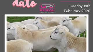 Narrandera Australian White Ram Sale