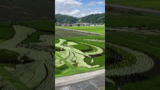 宮城県角田市 西根田んぼアート  2024/7/11