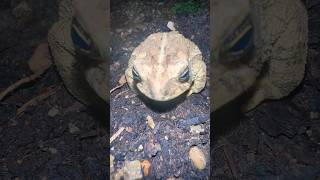 🐸⭐️Cheech And Chong #shorts #short #shortsfeed #shortfeed #viral #asmr #funny #frog #toad #fyp #fy