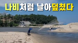 나비처럼 날아서 덮쳤다  cast net fishing #바다투망 #투망 #까치복 #졸복 #대숭어