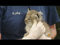 Pittsburgh Zoo’s First Litter Of Lynxes Get Vet Checkup