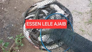 27 menit tanpa jeda mancing lele pake essen  bikinan temen, mancing lele