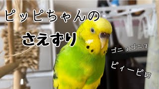 ピッピちゃんのさえずり#セキセイインコ #ピッピ #さえずり