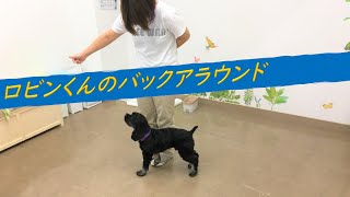 【犬の幼稚園】 ロビンくんのバックアラウンド 20/7/20 【八尾市本店】