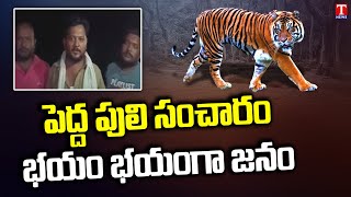 ఆర్టీసీ బస్సుకు ఎదురుపడ్డ పెద్ద పులి : Tiger Footprint Identified At Bhupalpally | T News